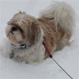 Akc shih best sale tzu standard